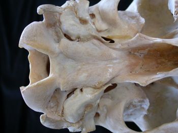 Media type: image;   Mammalogy 25354
